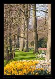 Keukenhof Hollandia 047